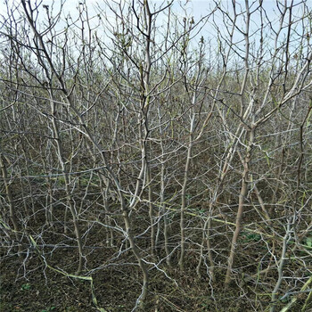 蘋果棗樹苗價(jià)格、山東蘋果棗樹苗