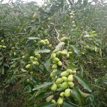 山东苹果枣树苗、苹果枣树苗价格