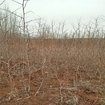 葫芦枣苗、葫芦枣苗基地