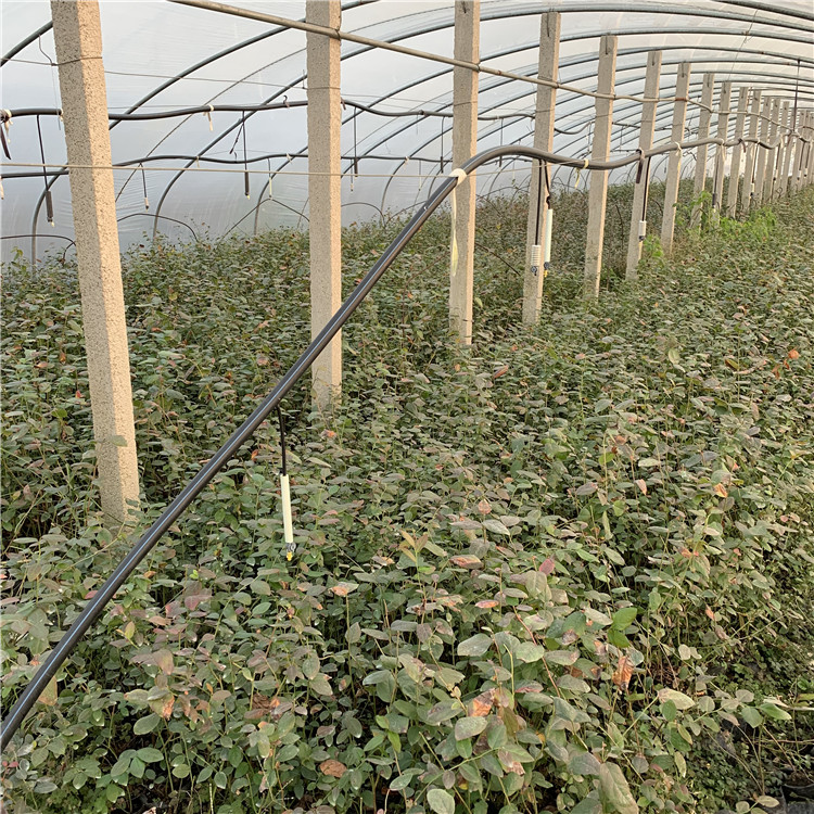 4年蓝莓苗批发、4年蓝莓苗基地