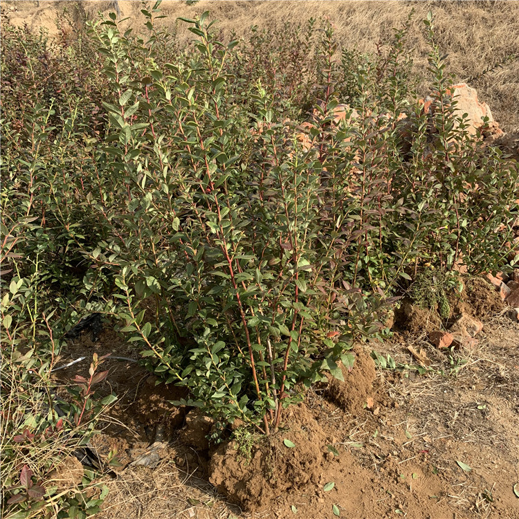 3年蓝莓树苗、3年蓝莓树苗出售基地