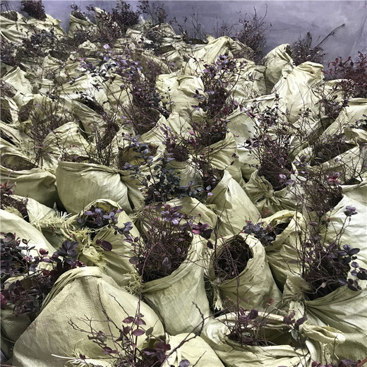 占地藍莓苗、占地藍莓苗價格及報價