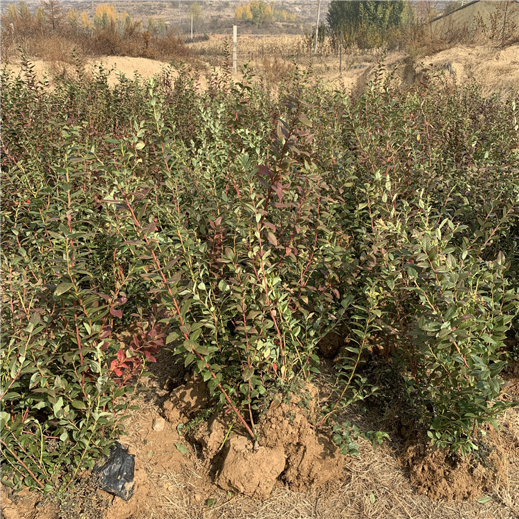 茶花蓝莓苗出售、茶花蓝莓苗基地