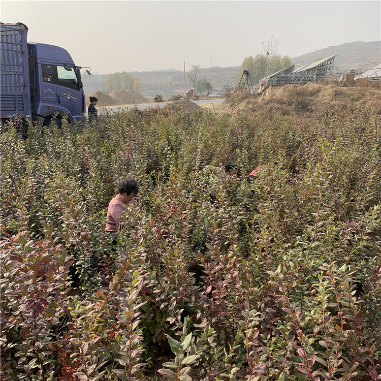 康维尔蓝莓苗基地、康维尔蓝莓苗价格及报价