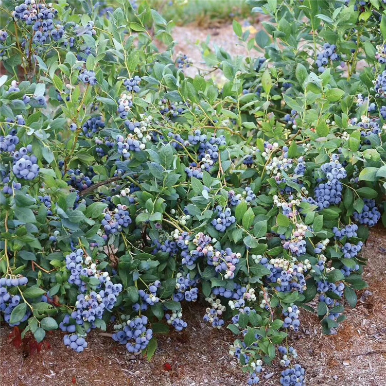 山东奥尼尔蓝莓树苗、奥尼尔蓝莓树苗价格