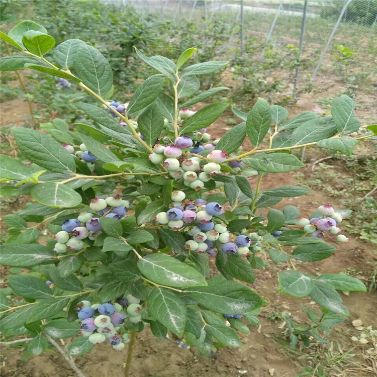 出售2年生蓝莓树苗、2年生蓝莓树苗基地