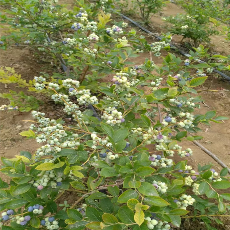 蓝丰蓝莓树苗、蓝丰蓝莓树苗批发