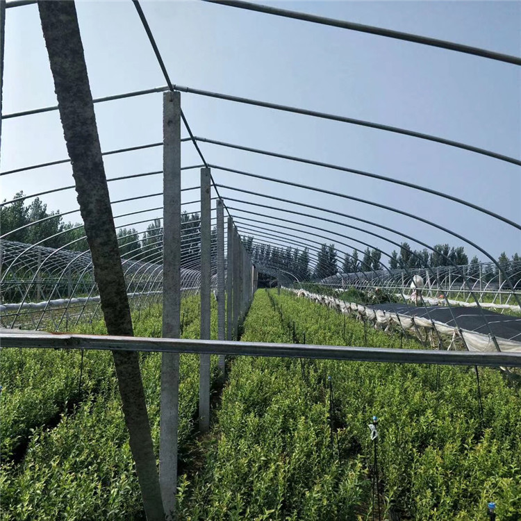 3年生蓝莓树苗出售、3年生蓝莓树苗基地