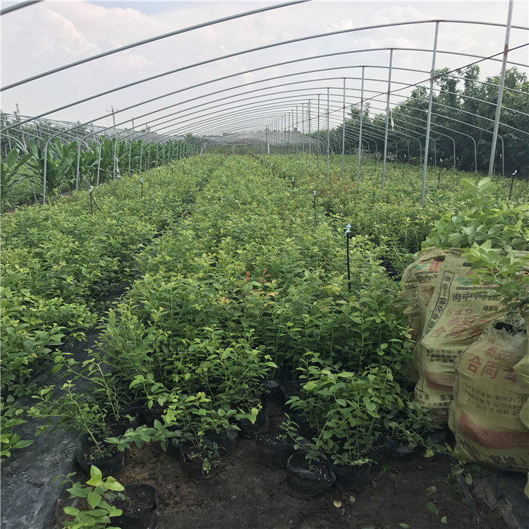 陶柔蓝莓苗、陶柔蓝莓苗出售基地