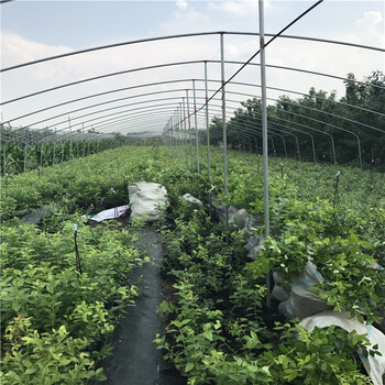 泰安蓝莓苗、泰安蓝莓苗基地