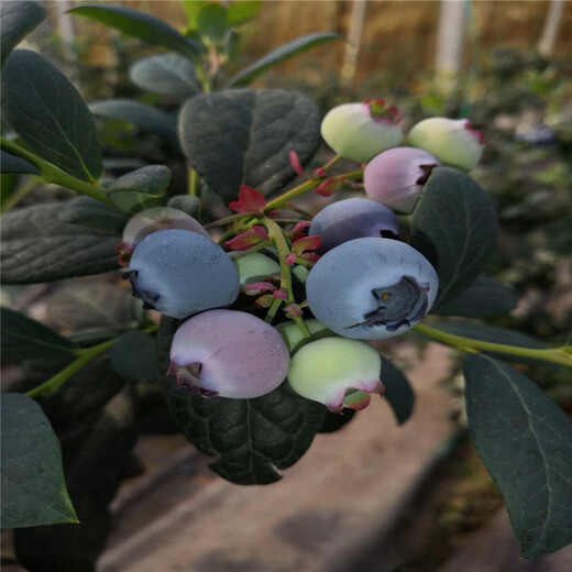 2年藍莓苗、2年藍莓苗出售