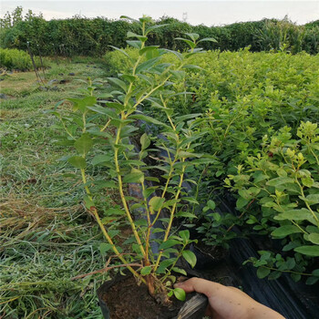 2年生蓝莓苗出售、2年生蓝莓苗价格及基地