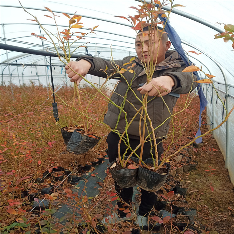 苔藓蓝莓树苗出售、苔藓蓝莓树苗基地