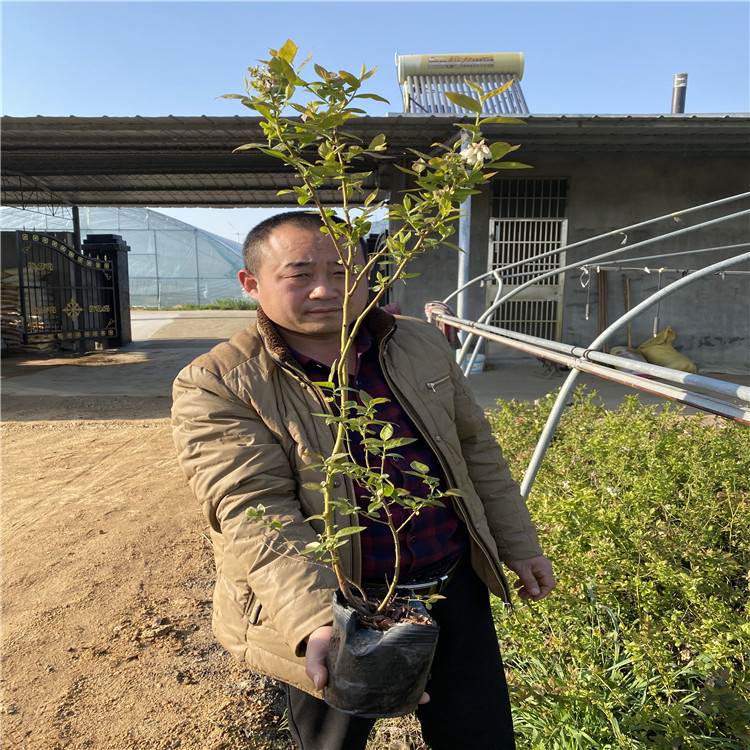 2年生蓝莓苗、2年生蓝莓苗报价