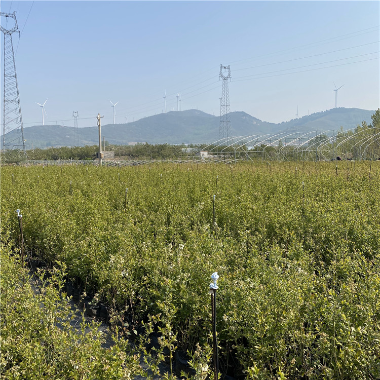 出售薄雾蓝莓树苗、薄雾蓝莓树苗基地