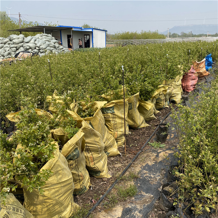 出售天后藍(lán)莓苗、天后藍(lán)莓苗基地