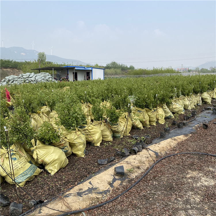 出售2年生蓝莓树苗、2年生蓝莓树苗基地