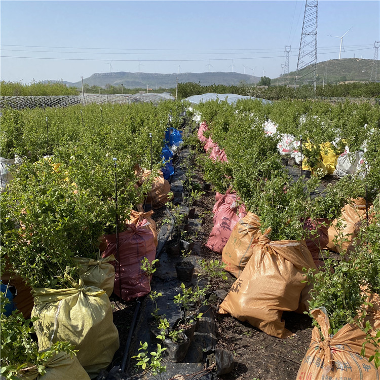 陶柔蓝莓苗、陶柔蓝莓苗出售基地