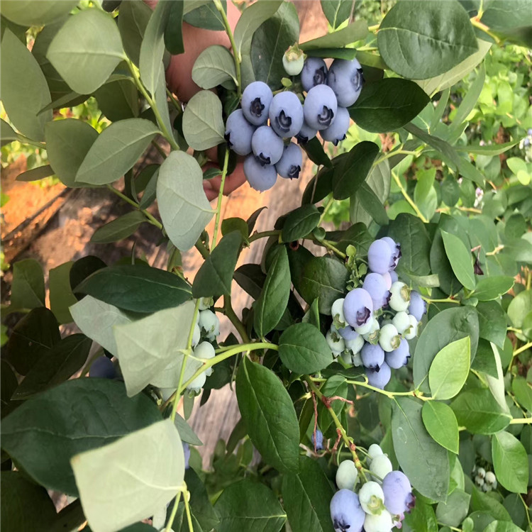 薄雾蓝莓树苗批发、薄雾蓝莓树苗基地
