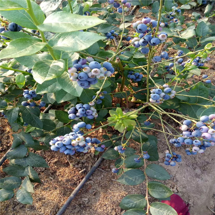 苔藓蓝莓树苗出售、苔藓蓝莓树苗基地
