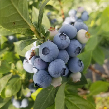 蓝片蓝莓苗、蓝片蓝莓苗品种