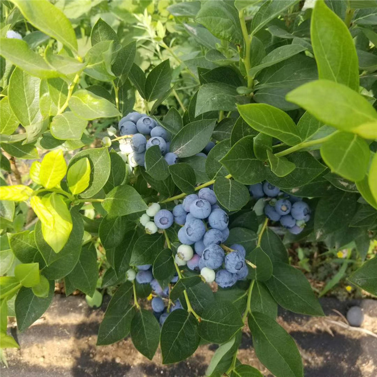 茶花蓝莓苗出售、茶花蓝莓苗基地