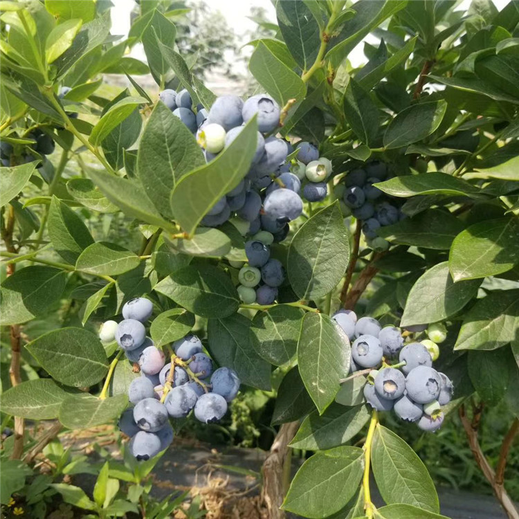 公爵藍莓樹苗出售、公爵藍莓樹苗價格及基地