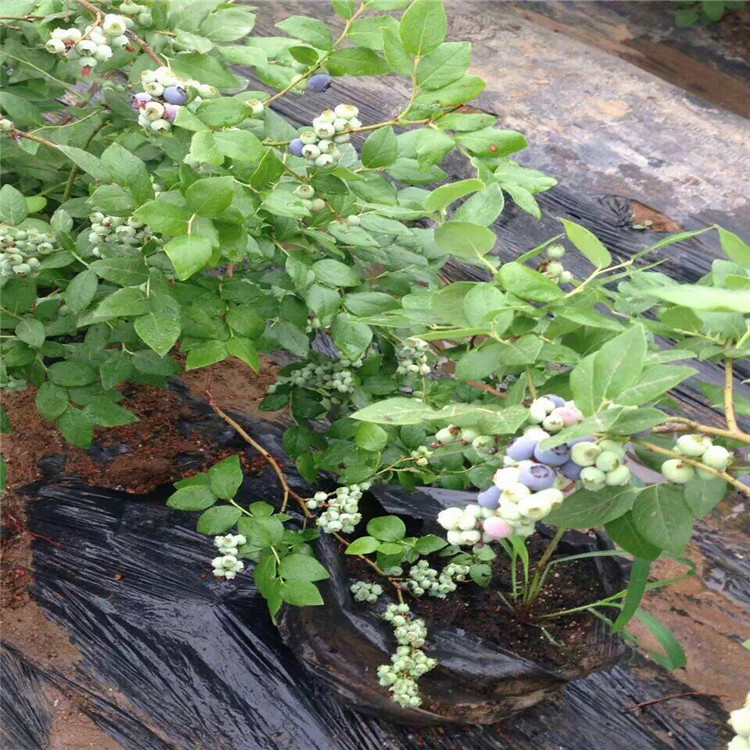 夏普蓝蓝莓树苗、夏普蓝蓝莓树苗价位