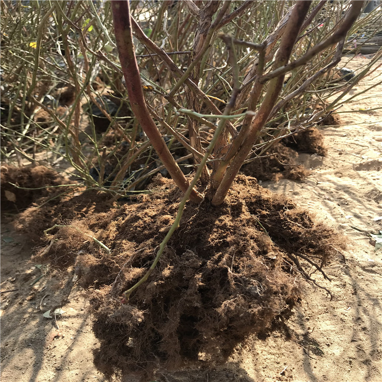 灿烂蓝莓苗品种介绍、灿烂蓝莓苗基地及价格