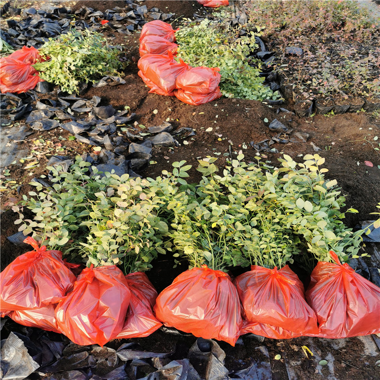 灿烂蓝莓苗品种介绍、灿烂蓝莓苗基地及价格