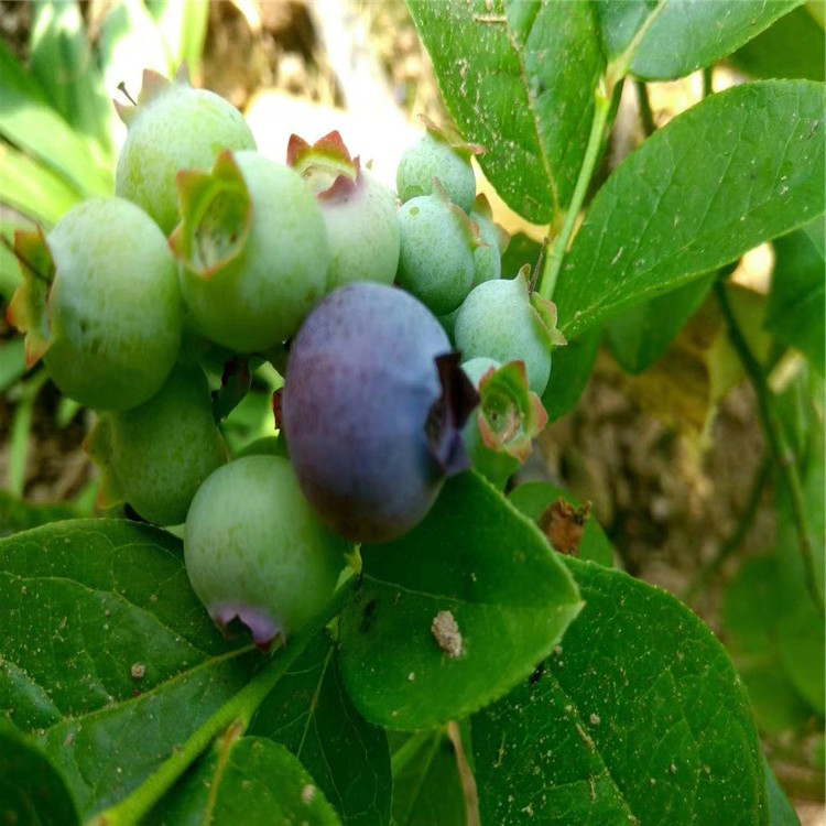 北高丛蓝莓树苗、北高丛蓝莓树苗出售基地