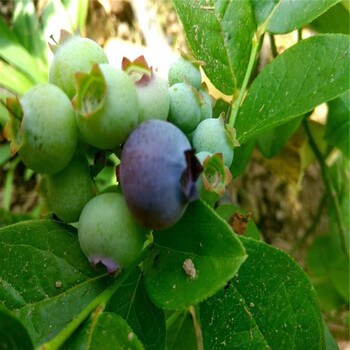 天后蓝莓苗新品种、天后蓝莓苗价格及基地