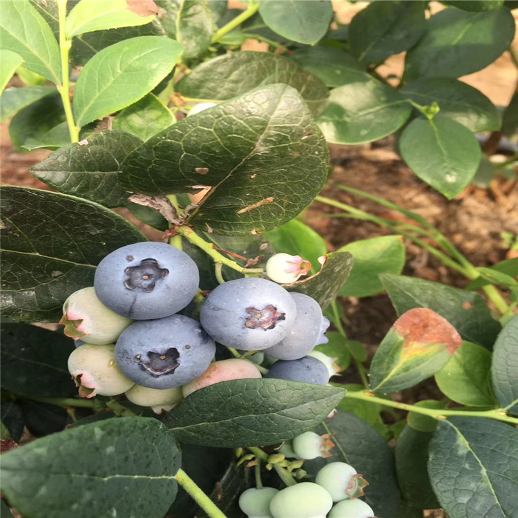 早熟藍莓樹苗新品種、早熟藍莓樹苗價格及基地