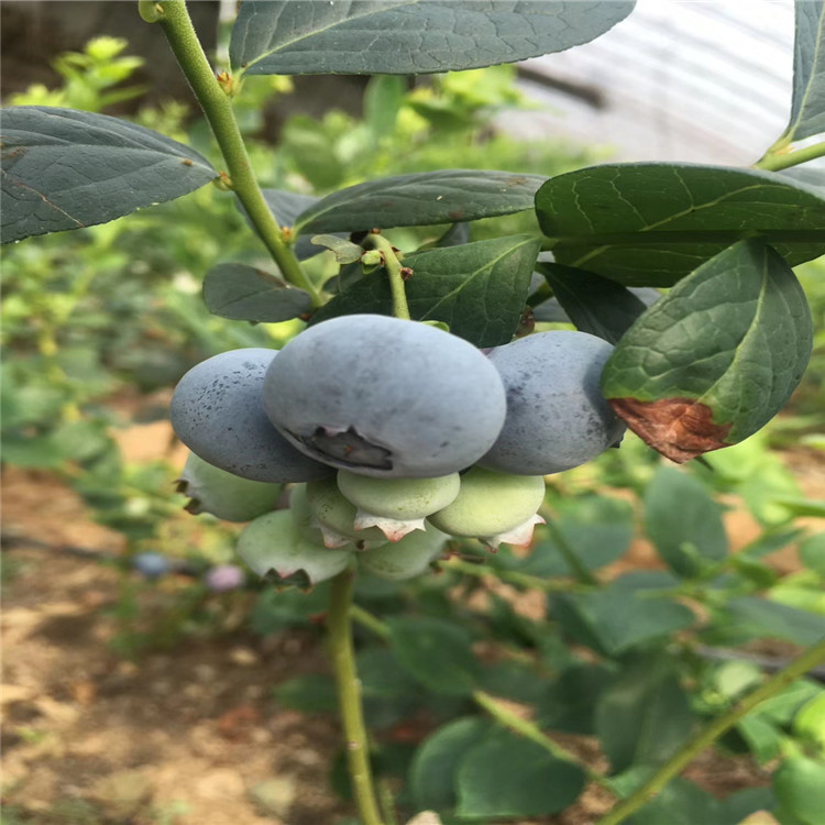 埃利奥特蓝莓树苗、埃利奥特蓝莓树苗报价