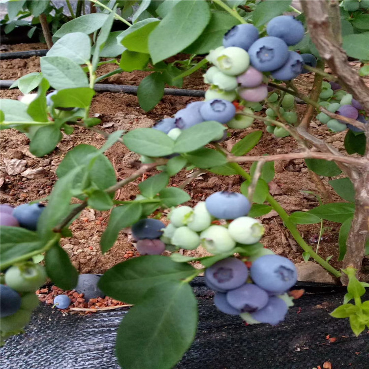 艾克塔蓝莓树苗出售、艾克塔蓝莓树苗基地