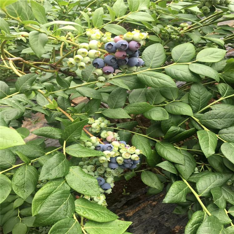 苔藓蓝莓树苗出售、苔藓蓝莓树苗基地