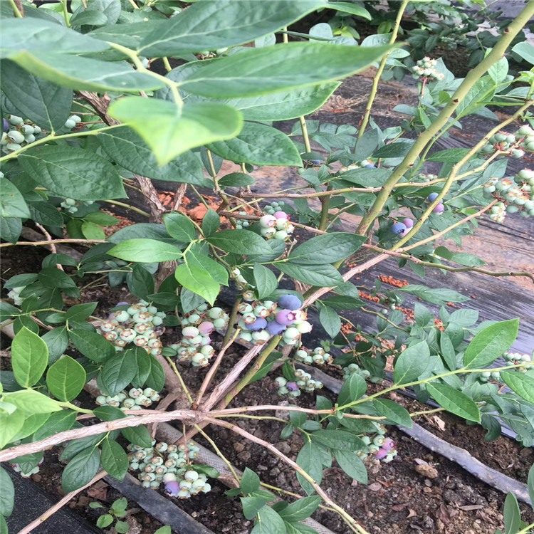 钱德勒蓝莓树苗、钱德勒蓝莓树苗价格及报价