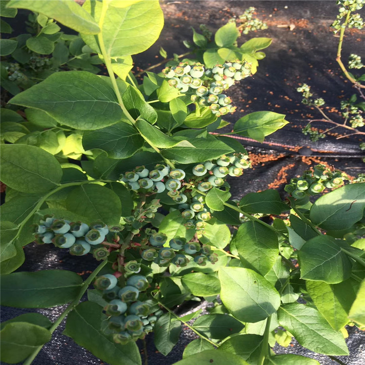 梯芙蓝蓝莓苗、梯芙蓝蓝莓苗基地及报价