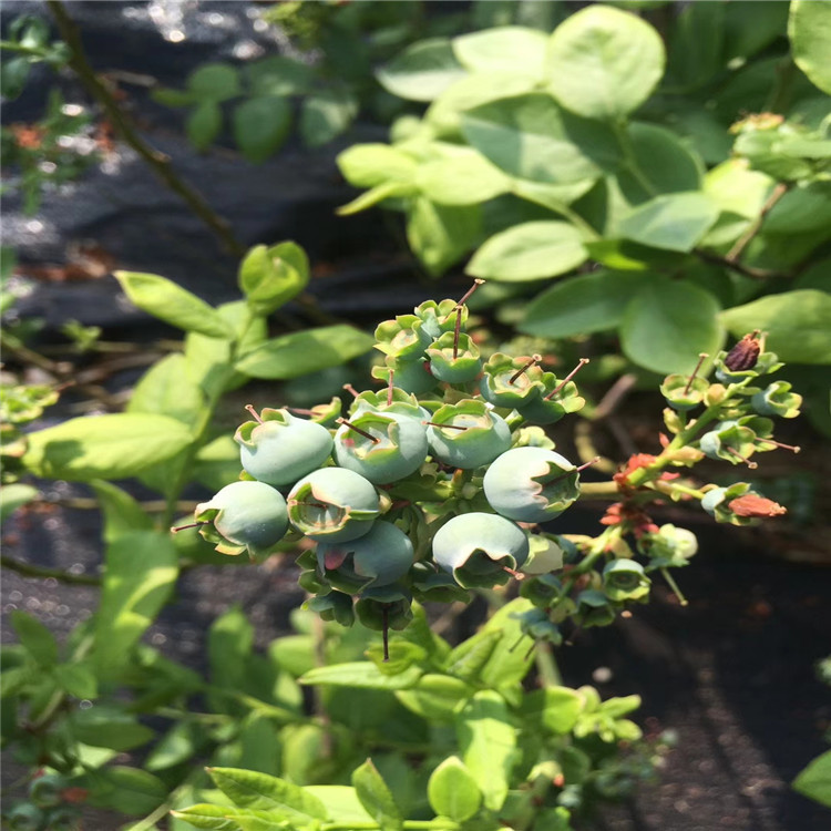 3年蓝莓树苗、3年蓝莓树苗出售基地