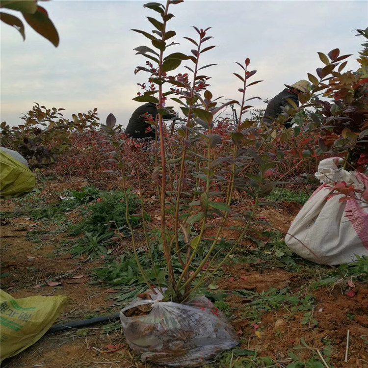 灿烂蓝莓苗品种介绍、灿烂蓝莓苗基地及价格