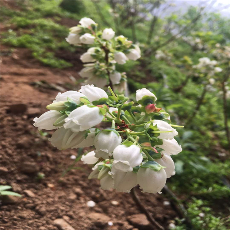 北高丛蓝莓树苗、北高丛蓝莓树苗出售基地