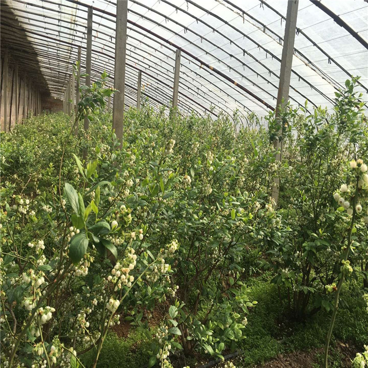 茶花蓝莓苗出售、茶花蓝莓苗基地