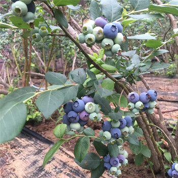 甜脆蓝莓树苗、甜脆蓝莓树苗价钱