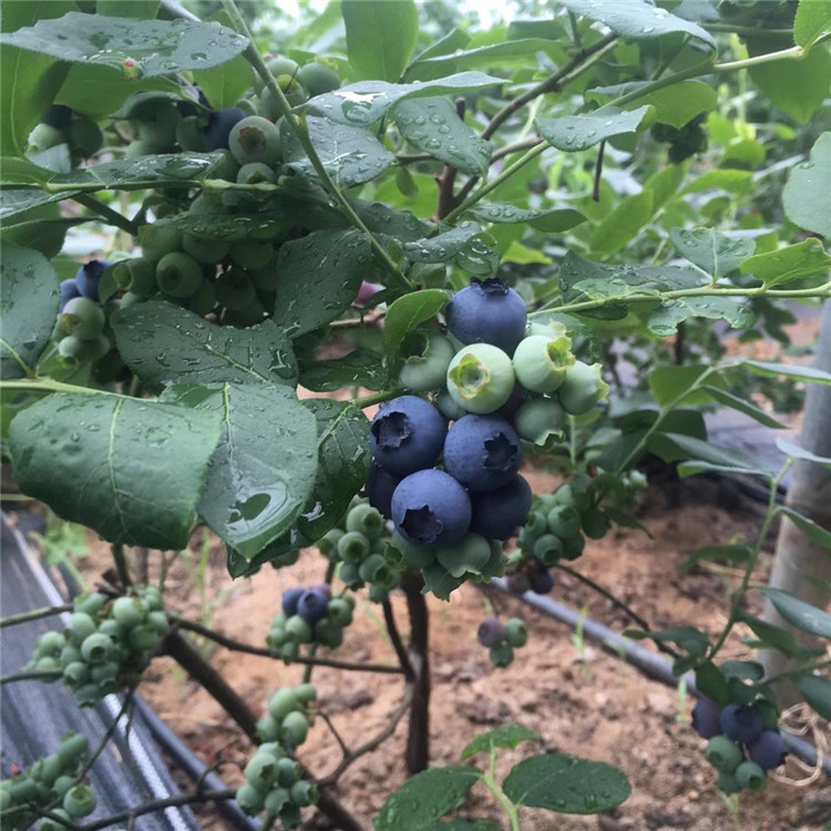 艾克塔蓝莓树苗出售、艾克塔蓝莓树苗基地
