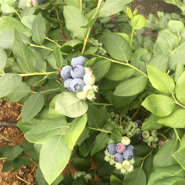 出售薄雾蓝莓树苗、薄雾蓝莓树苗基地