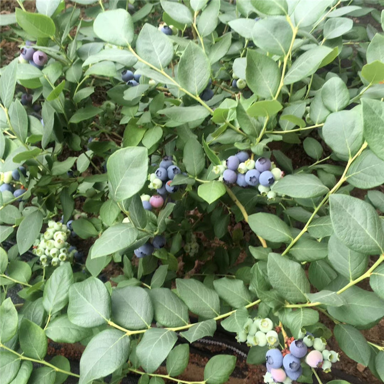 考斯特蓝莓树苗、考斯特蓝莓树苗价格