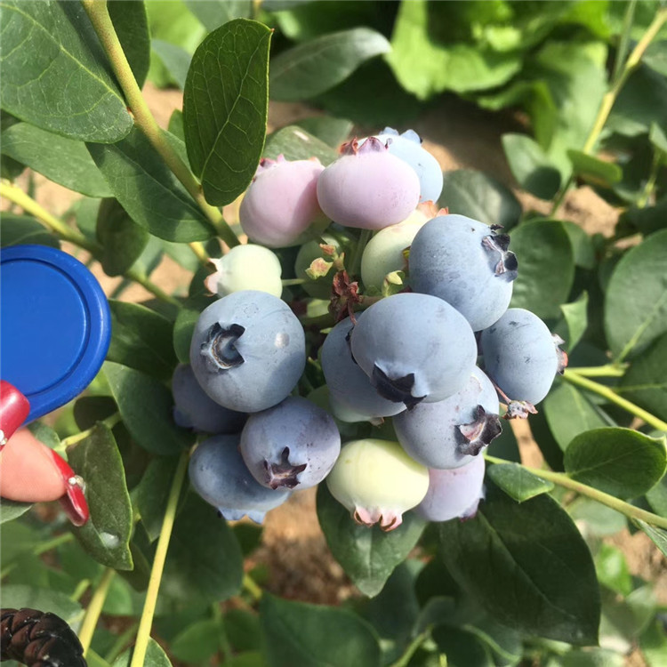 薄雾蓝莓树苗批发、薄雾蓝莓树苗基地