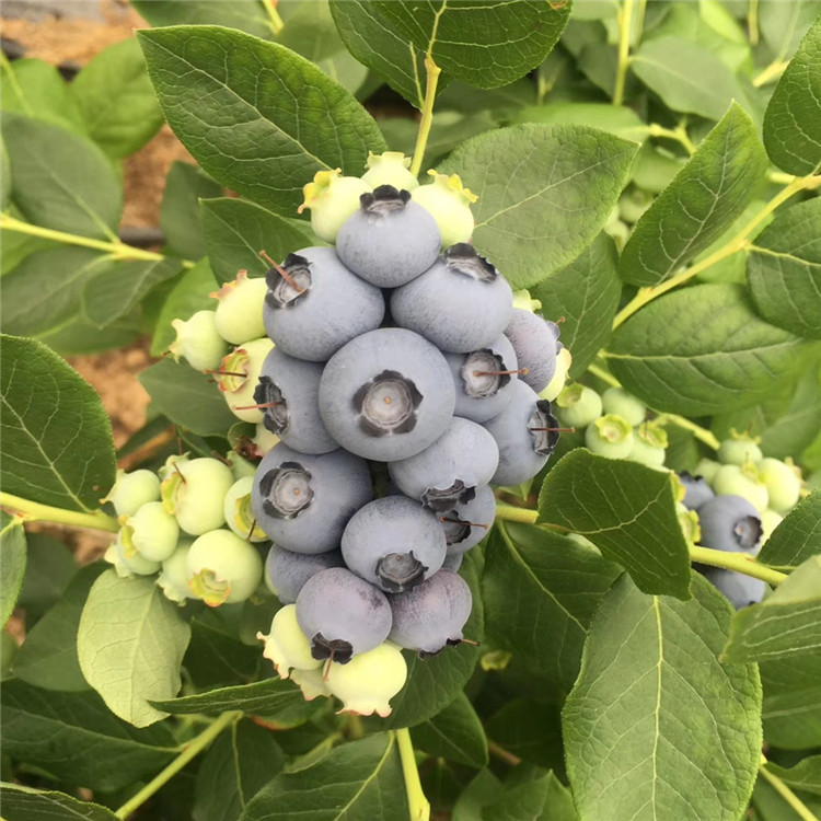 天后蓝莓苗、天后蓝莓苗批发基地