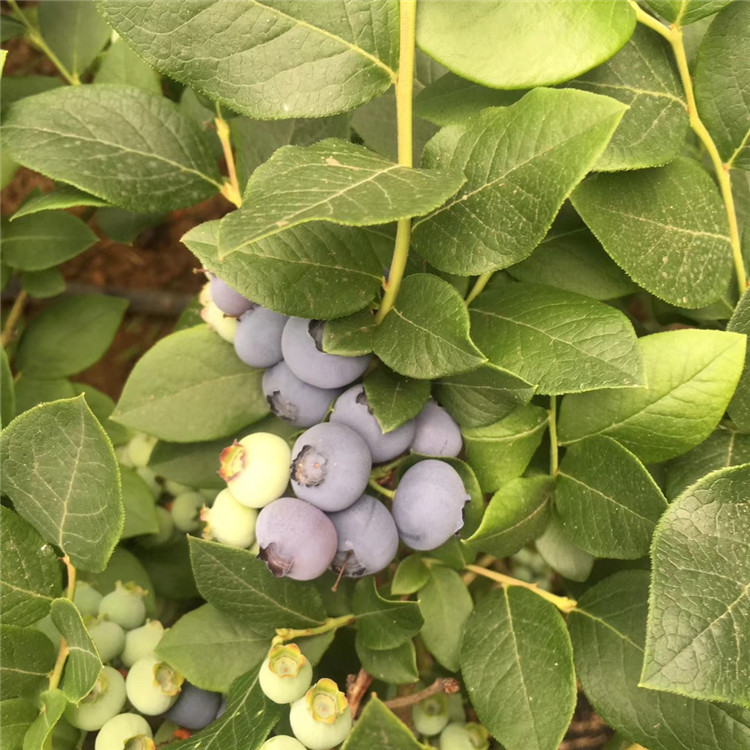 陶柔蓝莓苗、陶柔蓝莓苗出售基地