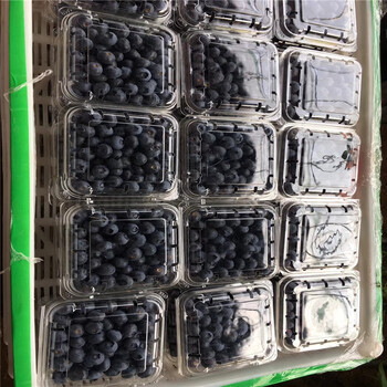 布里吉塔蓝莓树苗、布里吉塔蓝莓树苗报价及价格